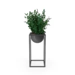House Showpiece Plant